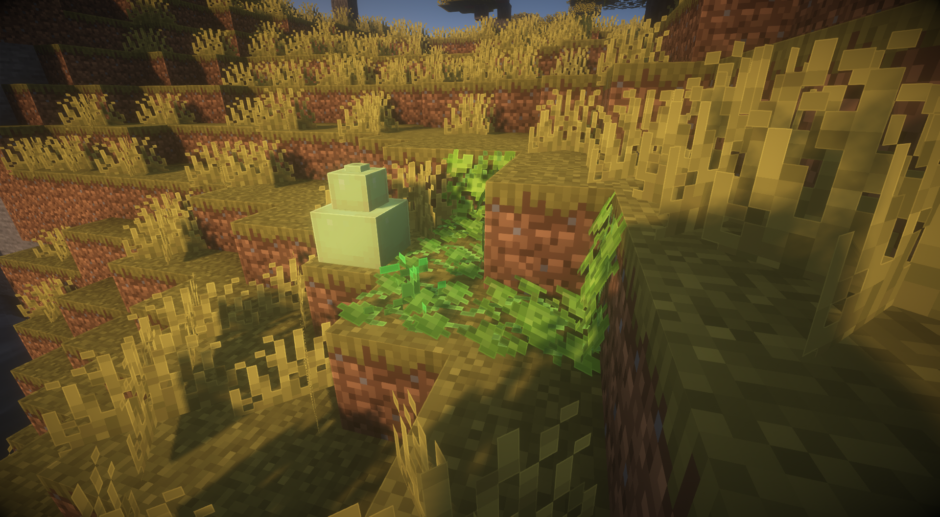 Savanna Gourd Patches